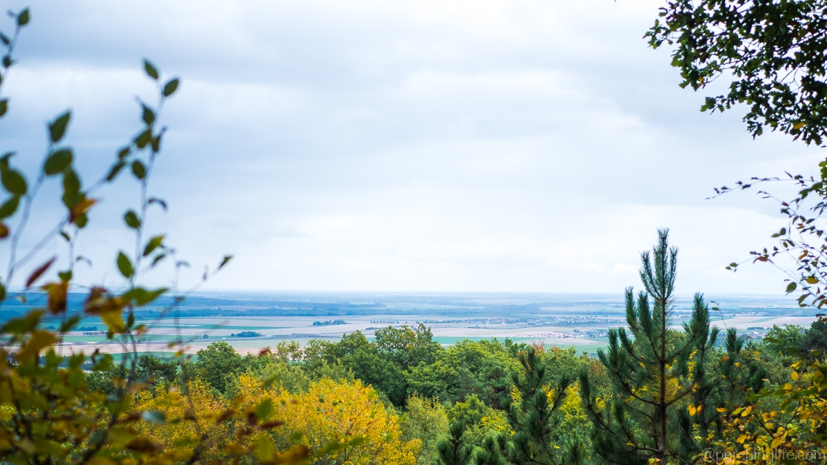Forêt de Verzy