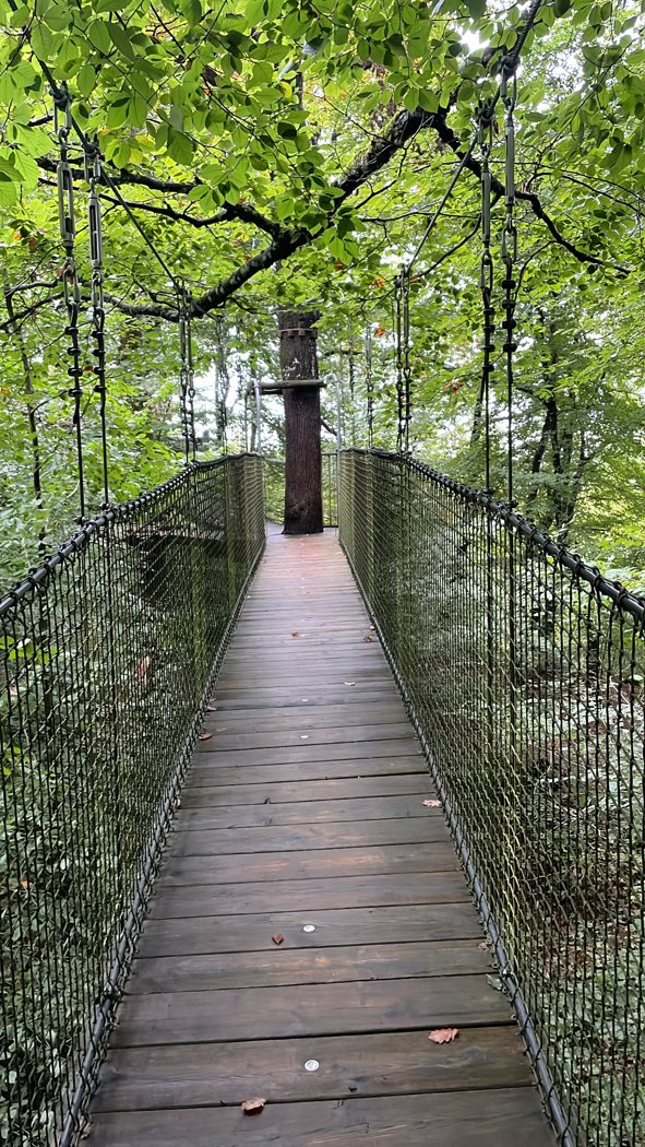 The Forest — Promenade